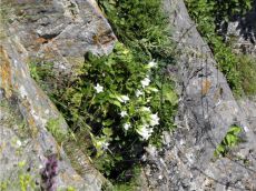 Campanula-pendula_Ардова_стация